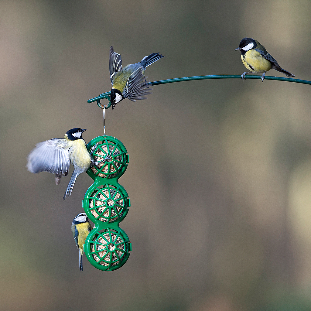 Comedouros De Sebo Para Aves