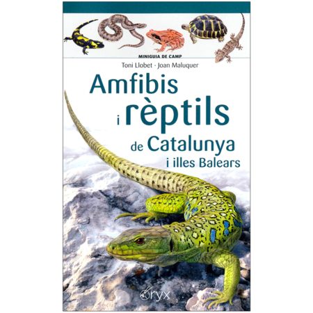Amfibis i rèptils de Catalunya