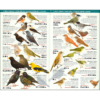 150 Aves de España