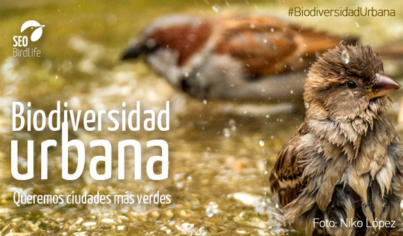 Biodiversidad urbana