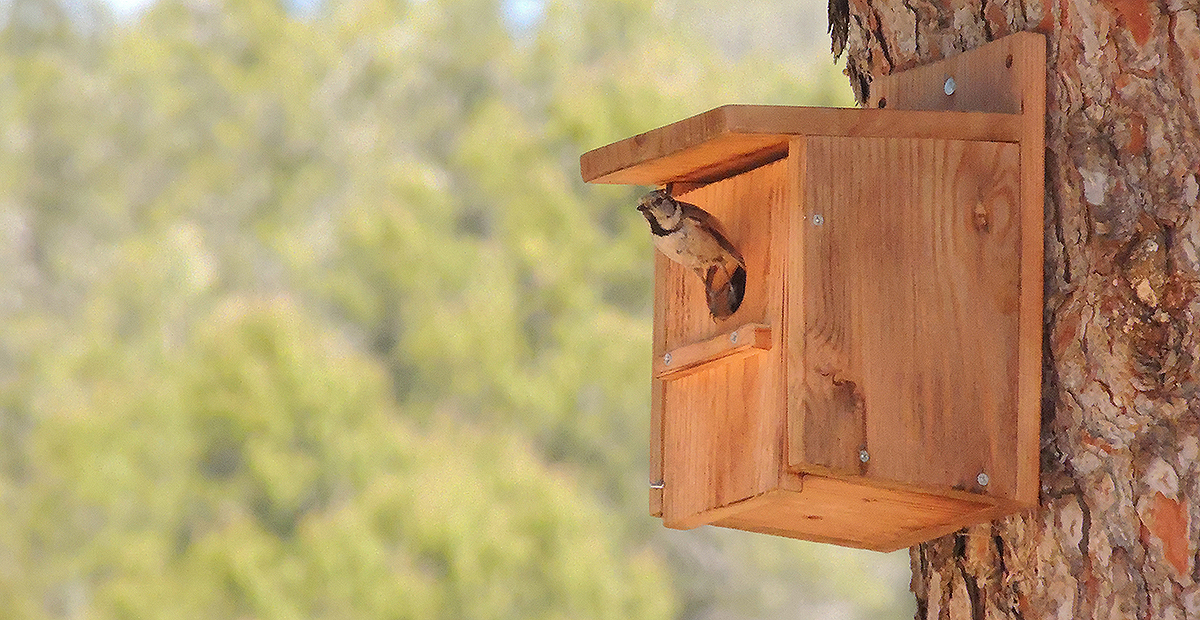 Caja nido para aves de jardín