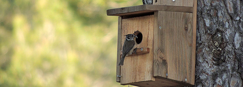 papel beneficioso de las aves para el manzano de sidra - Garden Birds Distribuciones - Cajas nido y comederos. Alimento para pájaros.