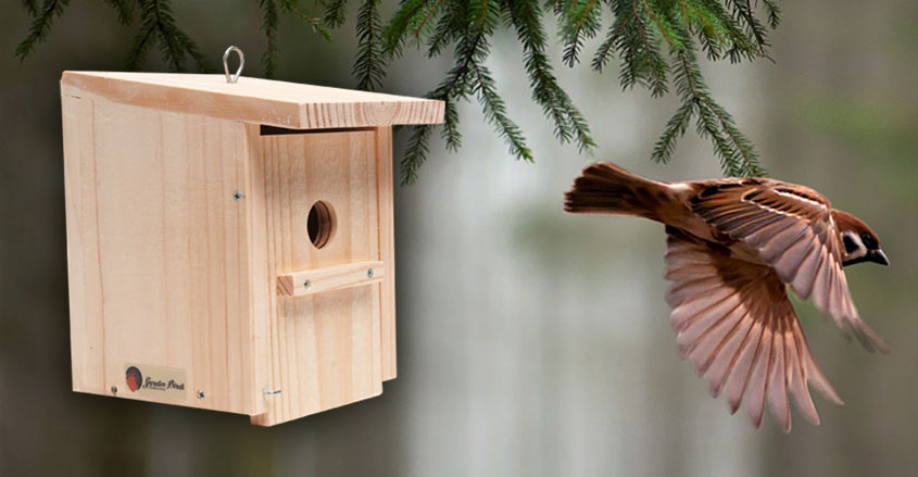 Subtropical Atticus Sabroso Caja nido para pequeñas aves - Garden Birds Distribuciones - Cajas nido y  comederos. Alimento para pájaros.